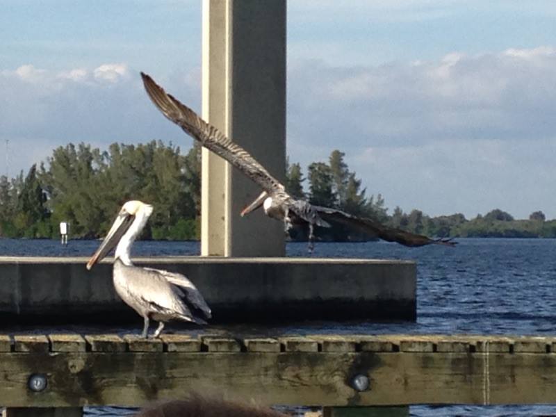 boat rentals fort myers area boat rentals pure fort myers boat rentals fort myers area boat rentals pure fort myers