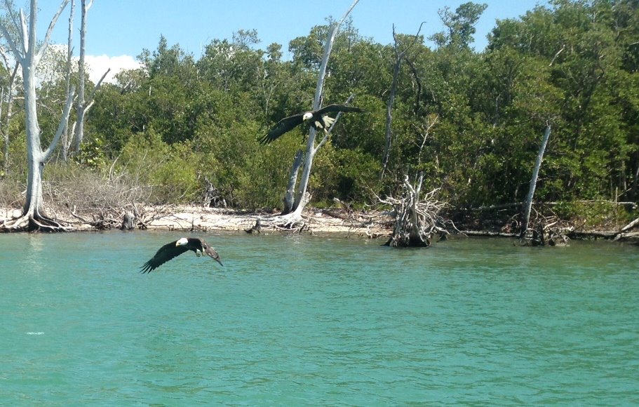 boat rentals fort myers area boat rentals pure fort myers boat rentals fort myers area boat rentals pure fort myers
