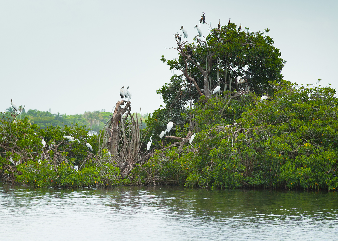 boat rentals fort myers area boat rentals pure fort myers boat rentals fort myers area boat rentals pure fort myers