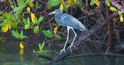 Caloosahatchee River Excursion